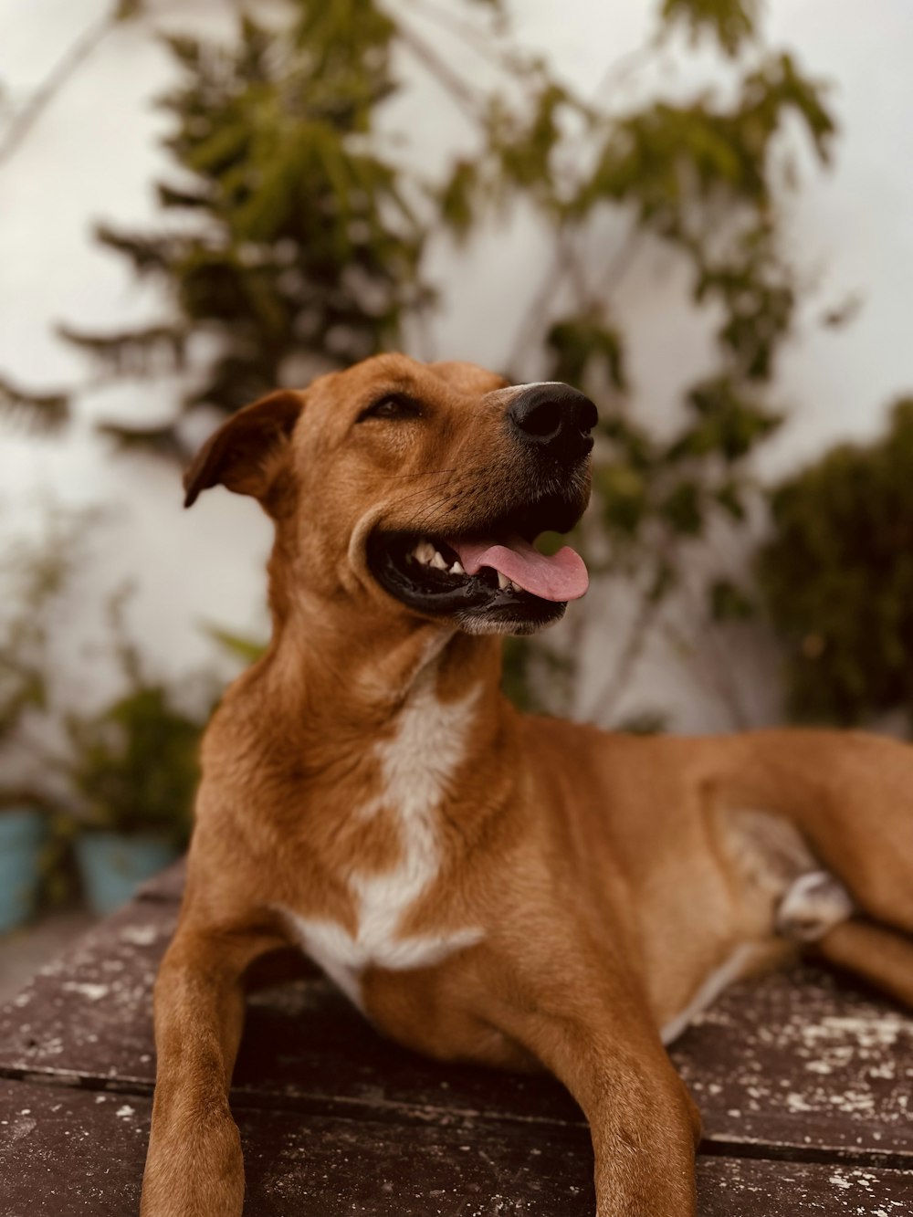 a brown and white dog laying on top of a wooden bench