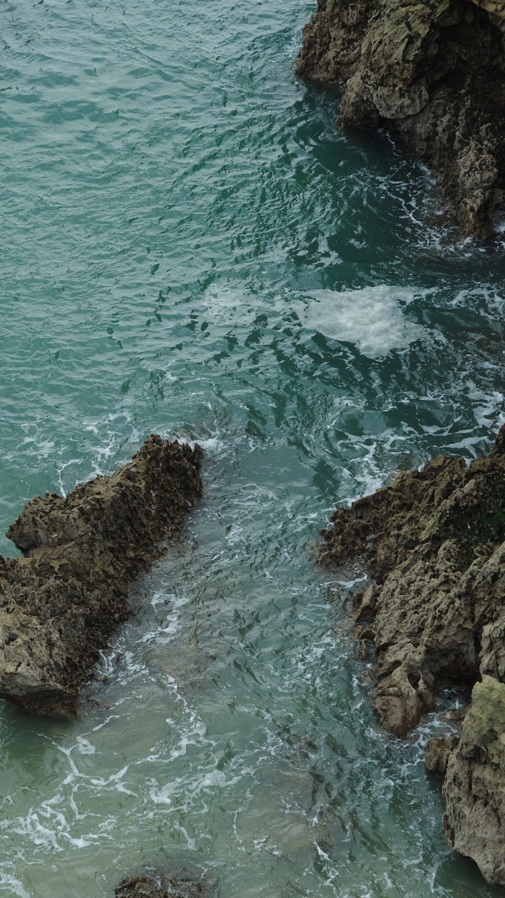 a bird sitting on a rock near the ocean