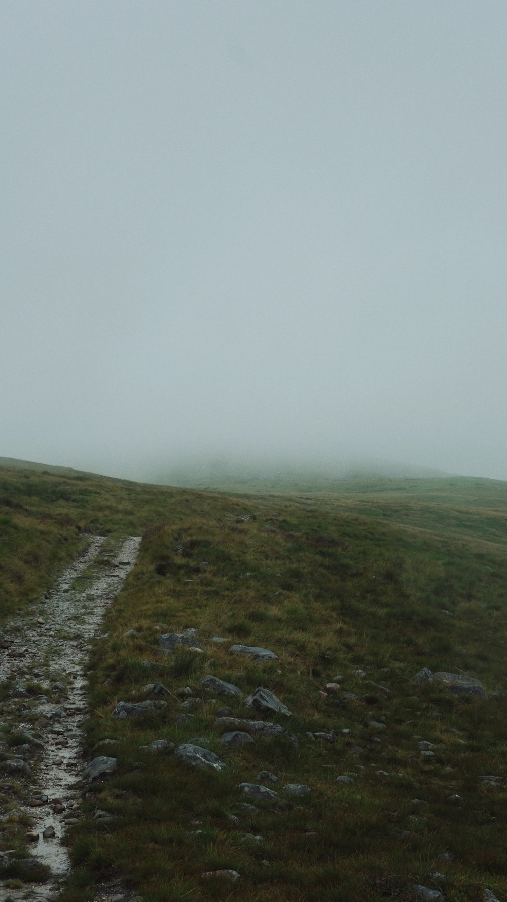 a path in the middle of a grassy field