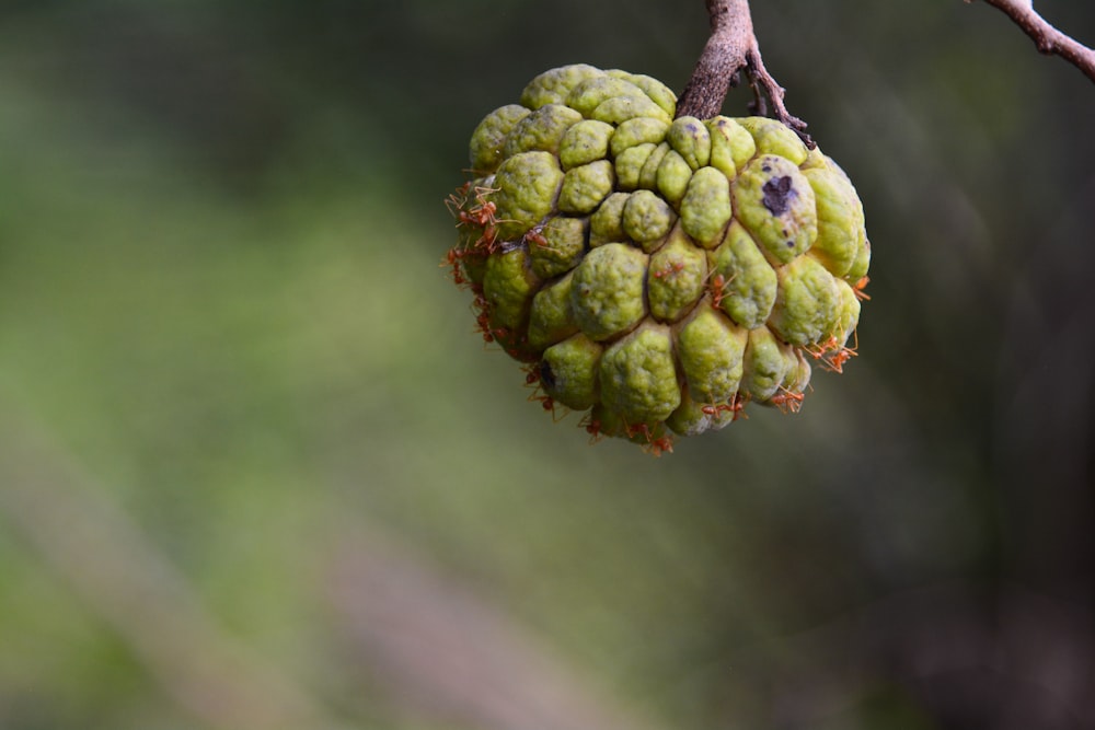 a green fruit hanging from a tree branch