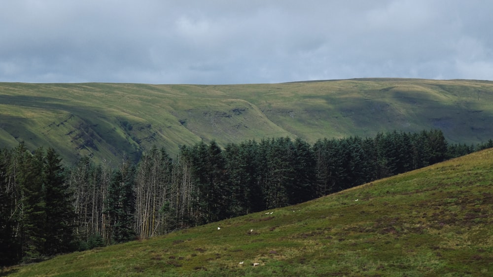 a grassy hill with trees on the side of it