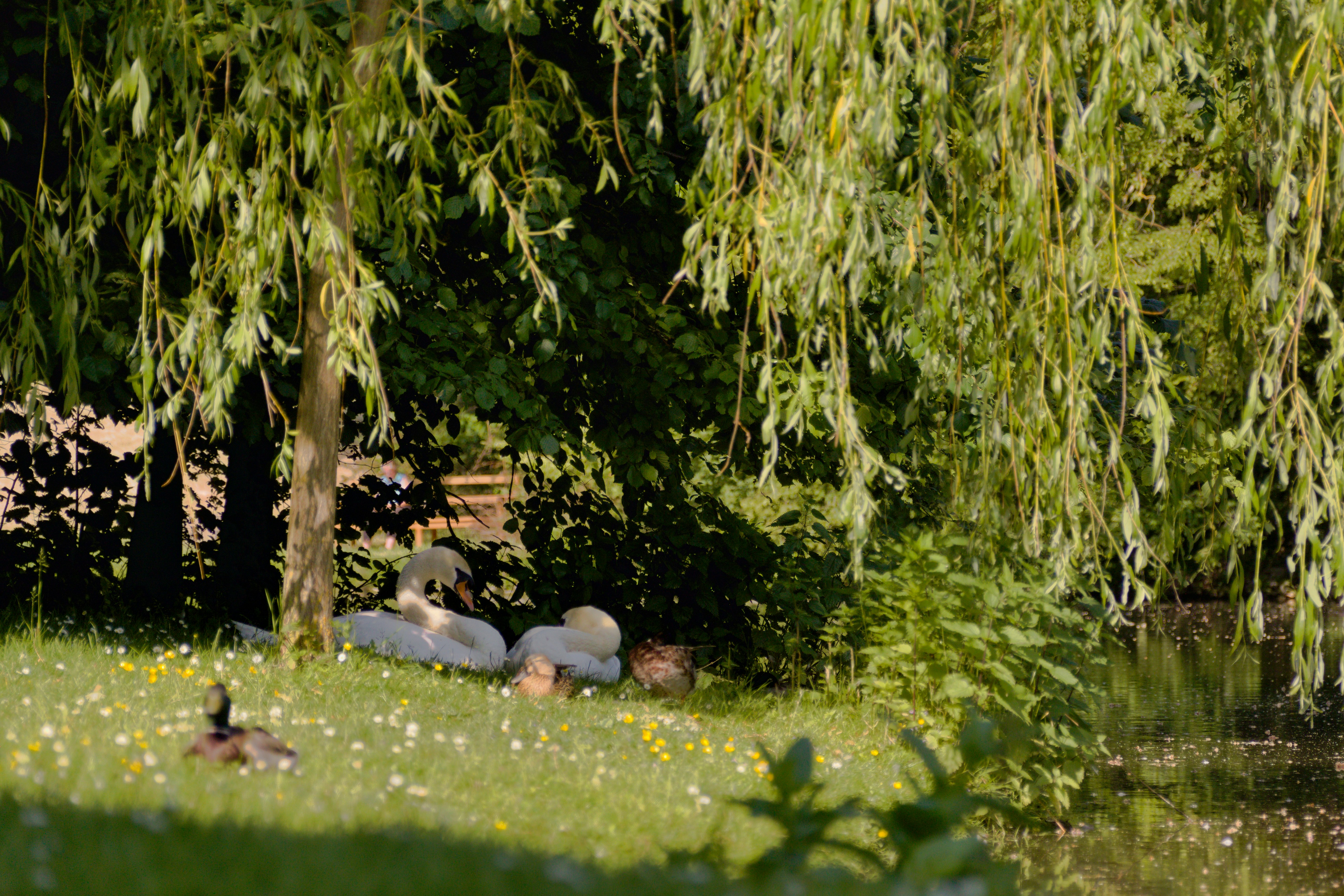 Photo by klarin_steffens