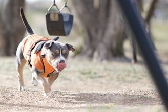 A dog wearing an orange jacket is walking on a dirt path with its tongue out. In the background, there is a blurry park scene with a swing hanging from a frame.