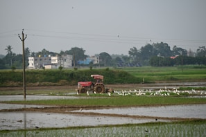 A rural landscape featuring a field with wet, cultivated patches and a red tractor in the background. The tractor is surrounded by a flock of white birds. There are power lines running across the scene and buildings visible in the distance, with trees scattered around.