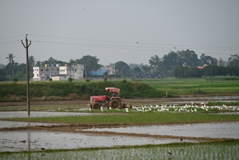 A rural landscape featuring a field with wet, cultivated patches and a red tractor in the background. The tractor is surrounded by a flock of white birds. There are power lines running across the scene and buildings visible in the distance, with trees scattered around.