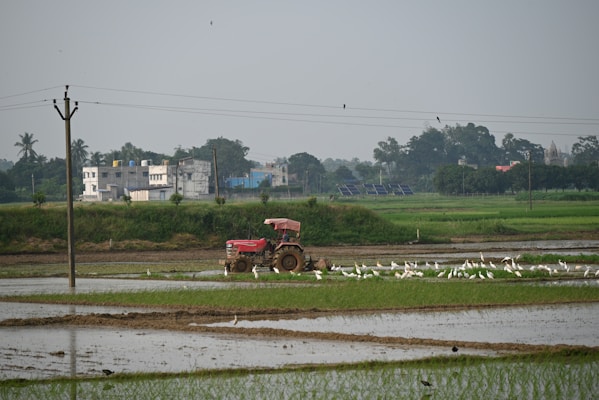 A rural landscape featuring a field with wet, cultivated patches and a red tractor in the background. The tractor is surrounded by a flock of white birds. There are power lines running across the scene and buildings visible in the distance, with trees scattered around.