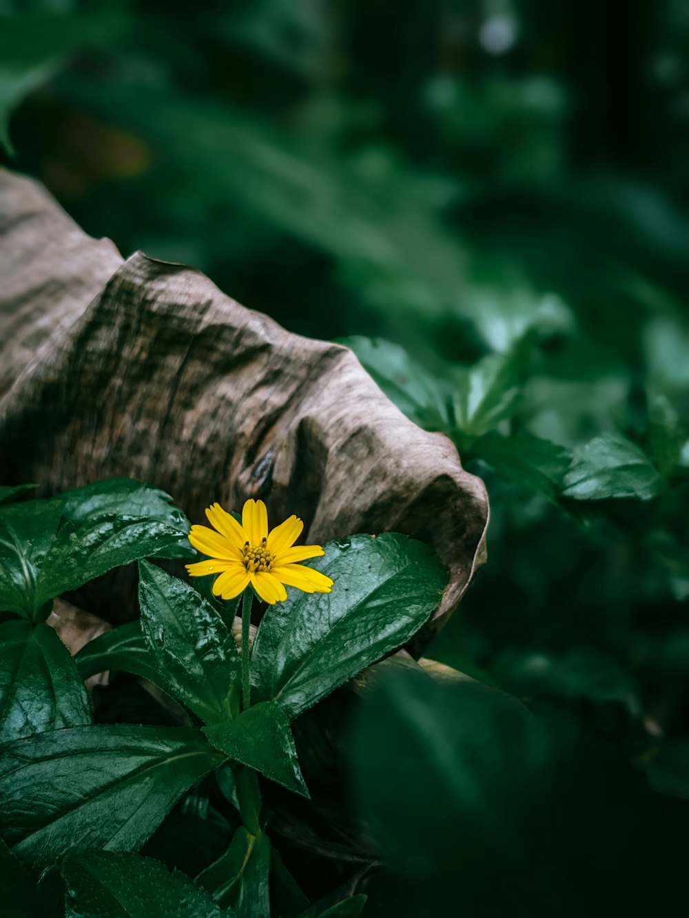 a yellow flower sitting on top of a lush green forest