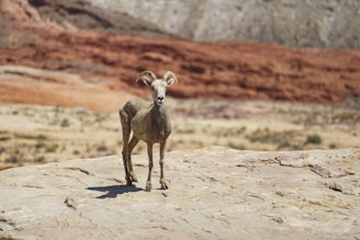 Close-up of a desert bighorn sheep standing on rocky terrain.