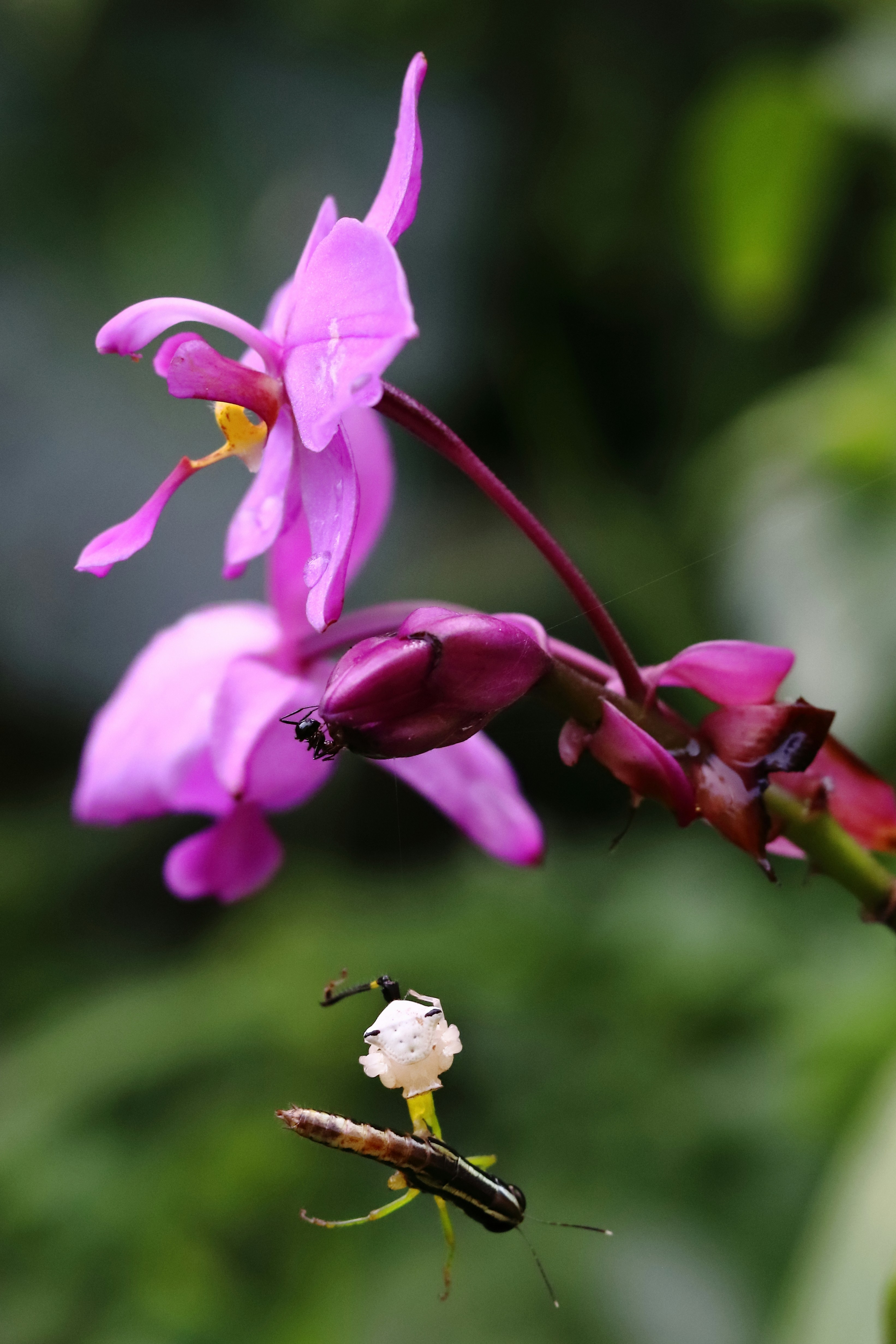 a spider crawling on a flower in a garden