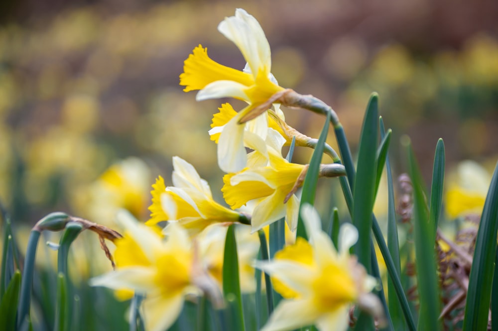 a bunch of yellow and white flowers in a field