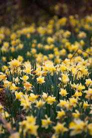 a bunch of yellow flowers that are in the grass