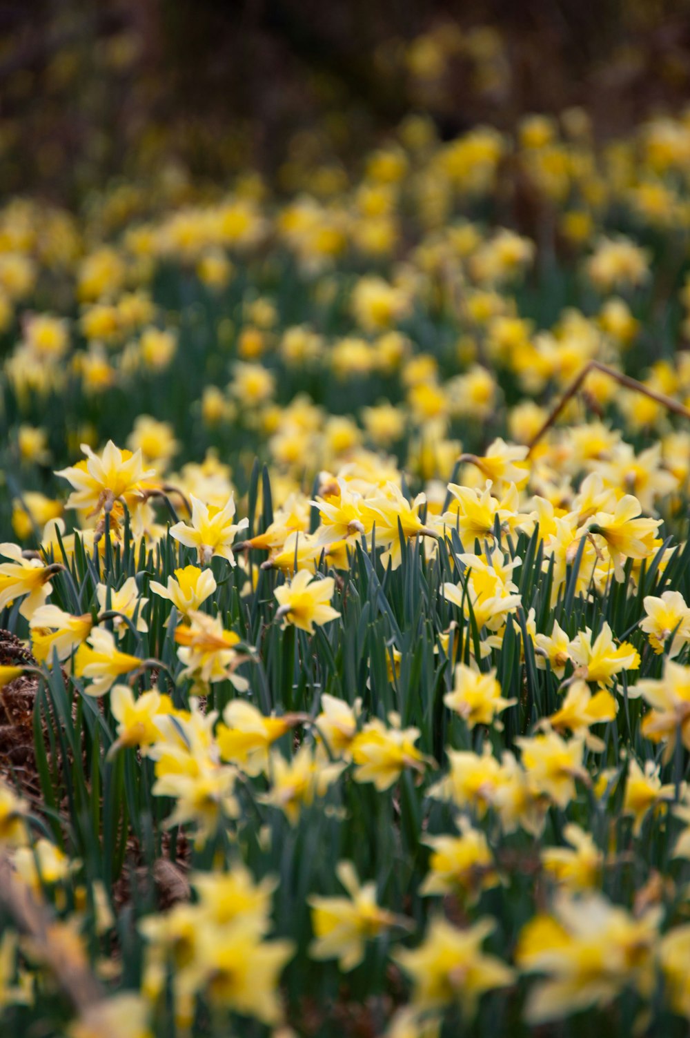 a bunch of yellow flowers that are in the grass