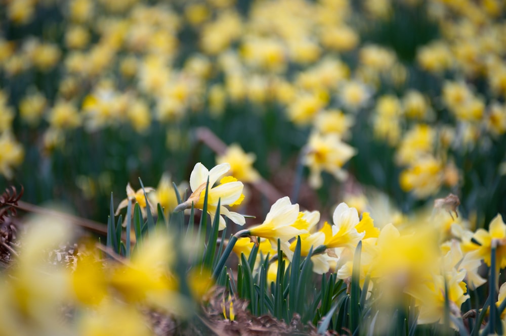 a field full of yellow and white flowers