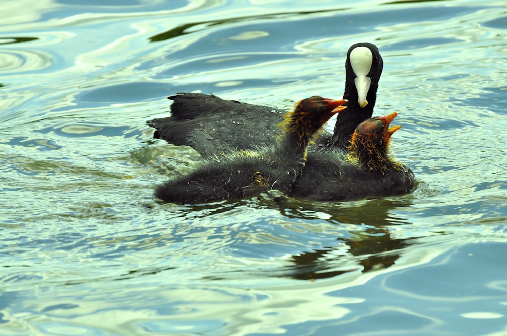 a couple of ducks floating on top of a body of water