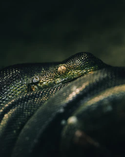 An ethereal shot of a fire morph ball python illuminated by soft blue moonlight against a black background.