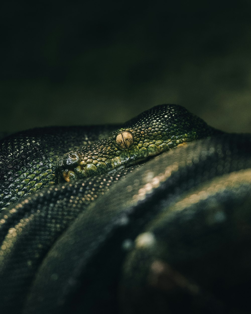 a close up of a green snake's head