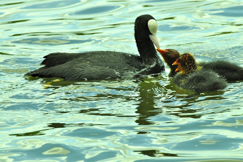 a mother duck and her baby swimming in the water