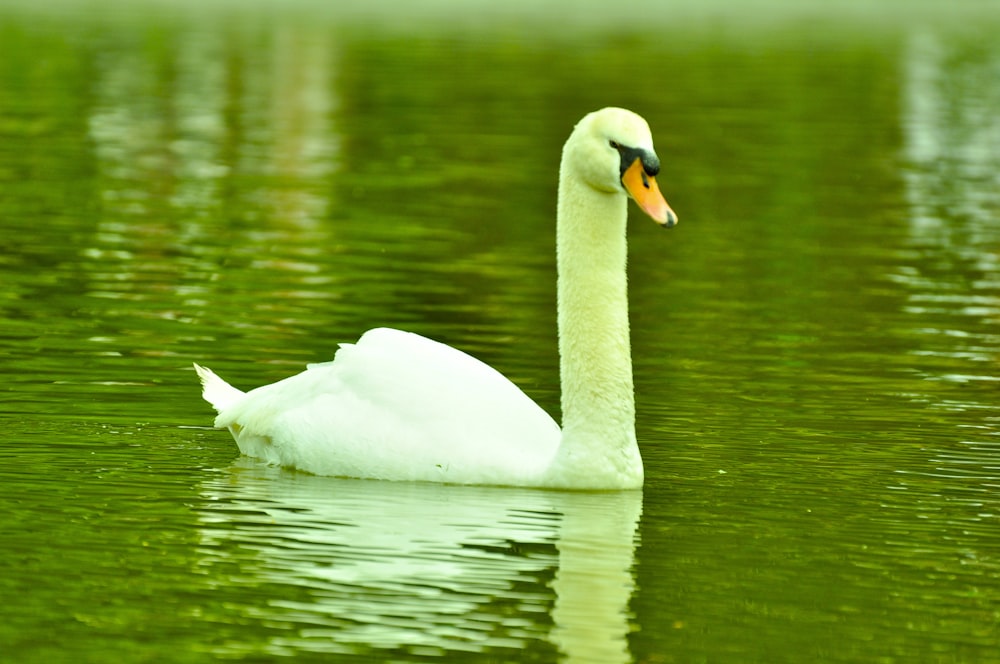 a white swan floating on top of a body of water