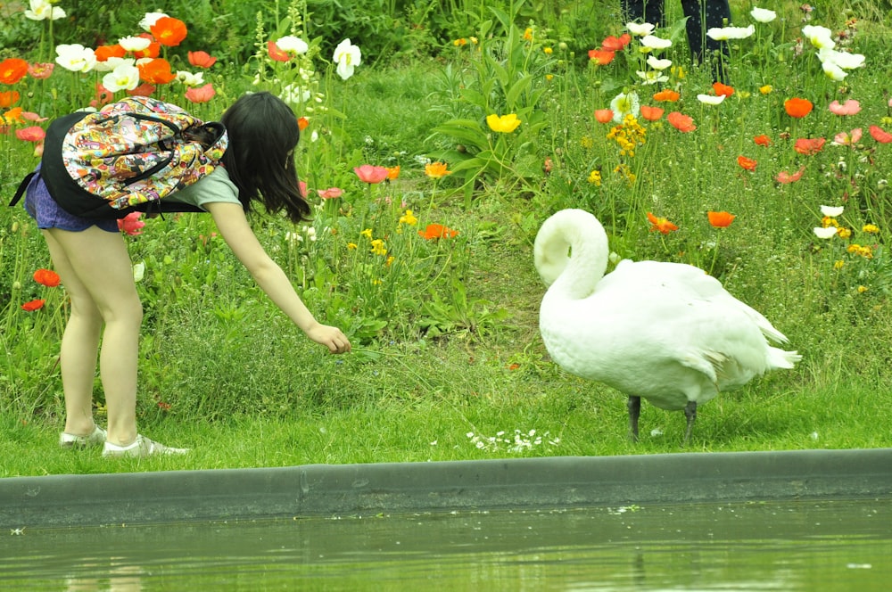 a woman bending over to pet a white swan