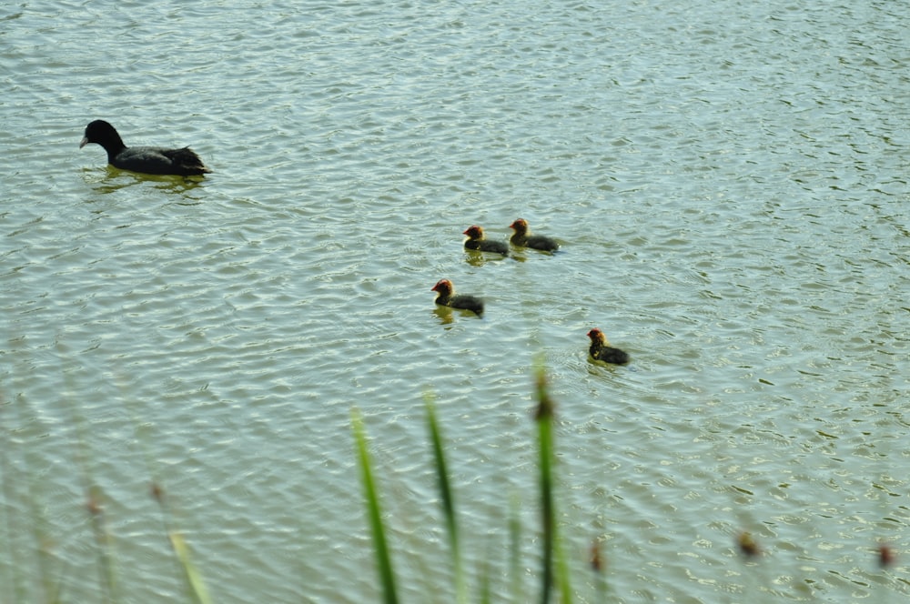 eine Gruppe von Enten, die auf einem See schwimmen