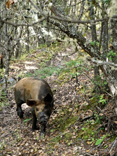 Hunter tracking a wild boar through dense forest at dawn