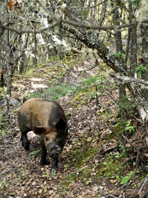 A wild boar crossing a forest road at dusk.