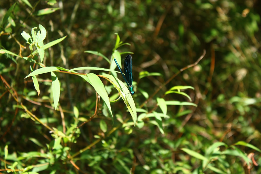 a blue insect sitting on top of a green plant