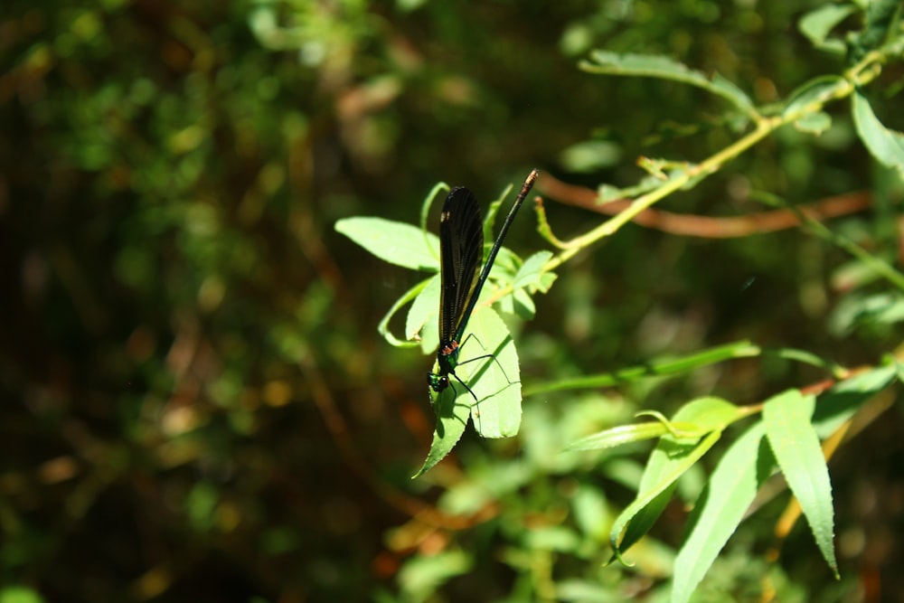 a black and green insect sitting on a leafy branch