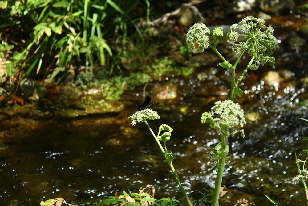 a close up of a plant near a river