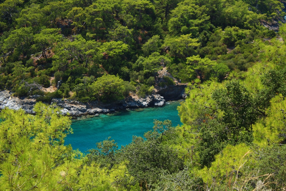 a body of water surrounded by trees and rocks