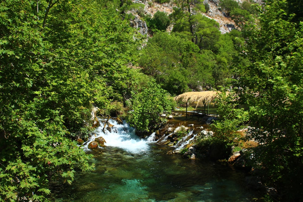 a stream running through a lush green forest