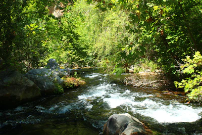 A serene stream flowing gently through the wooded property with sunlight filtering through leaves.
