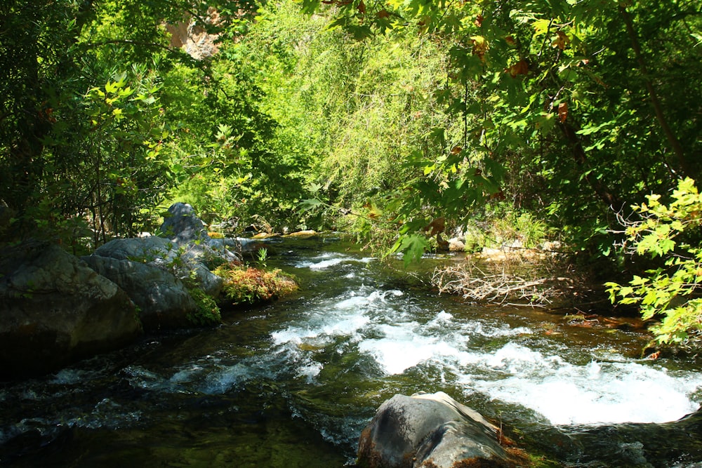 a river running through a lush green forest