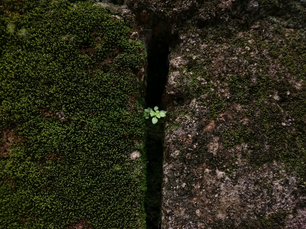 a small green plant growing out of a crack in a mossy wall
