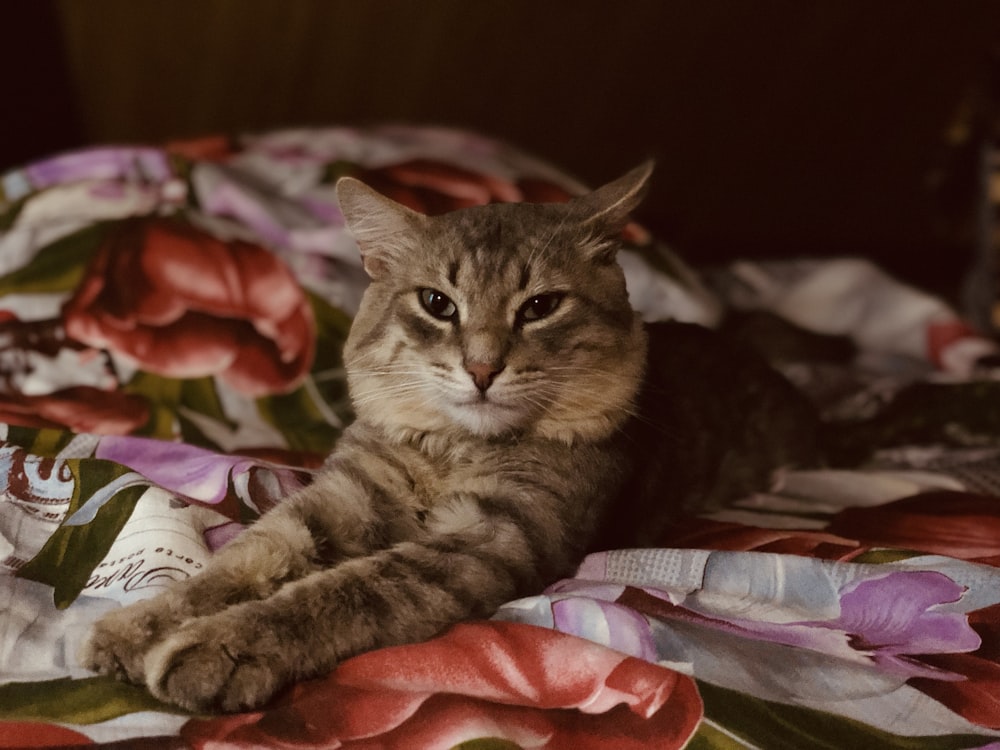 a cat laying on top of a bed covered in a blanket