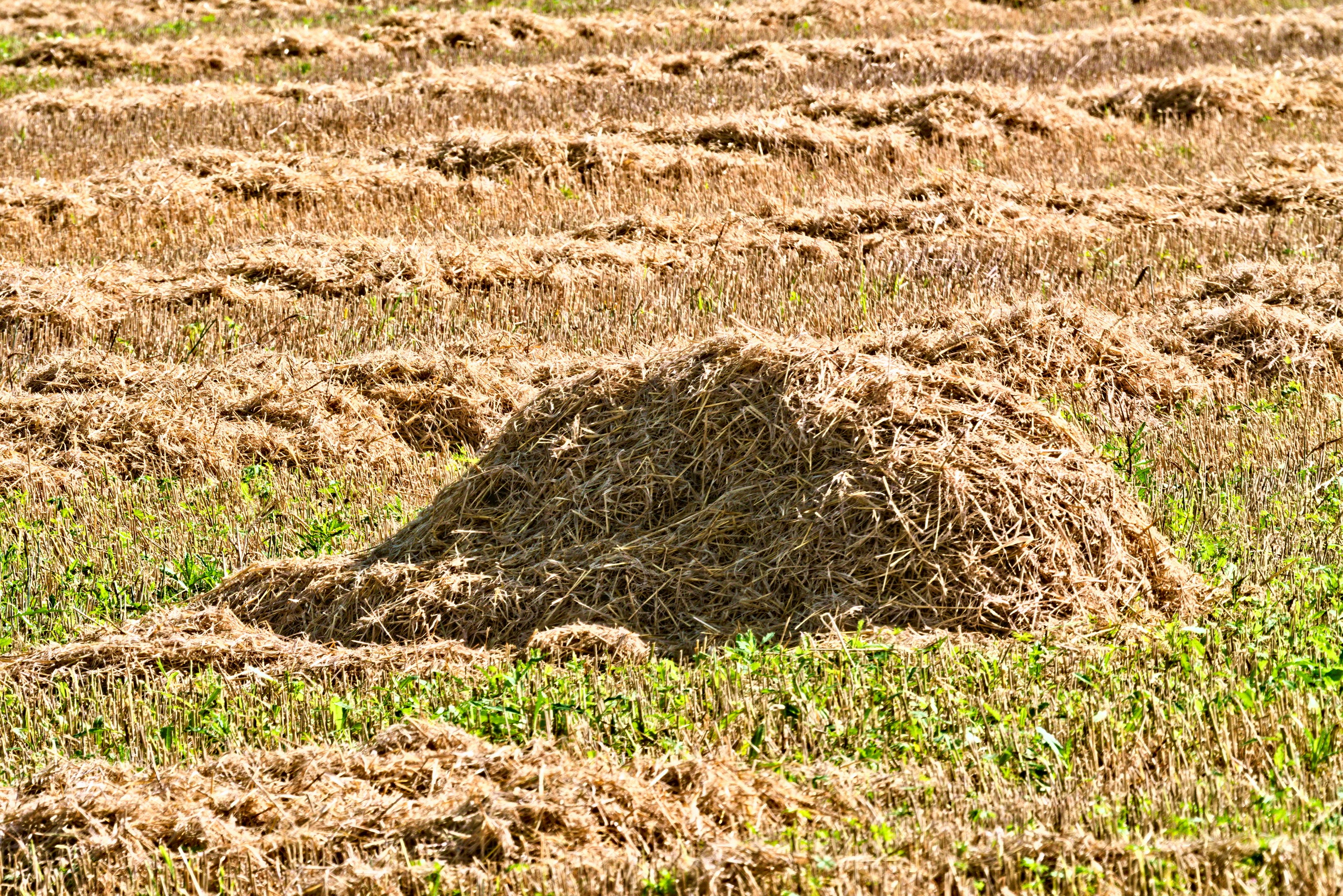 Keunggulan Bobibos Bahan Bakar dari Jerami