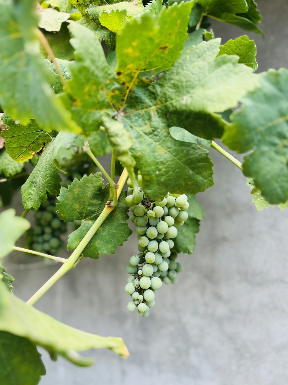 a bunch of green grapes hanging from a vine