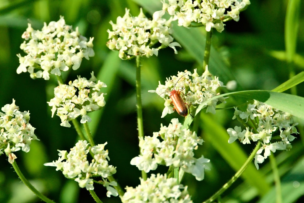 a bug crawling on a flower in a field