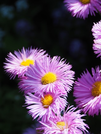 a bunch of purple flowers with yellow centers
