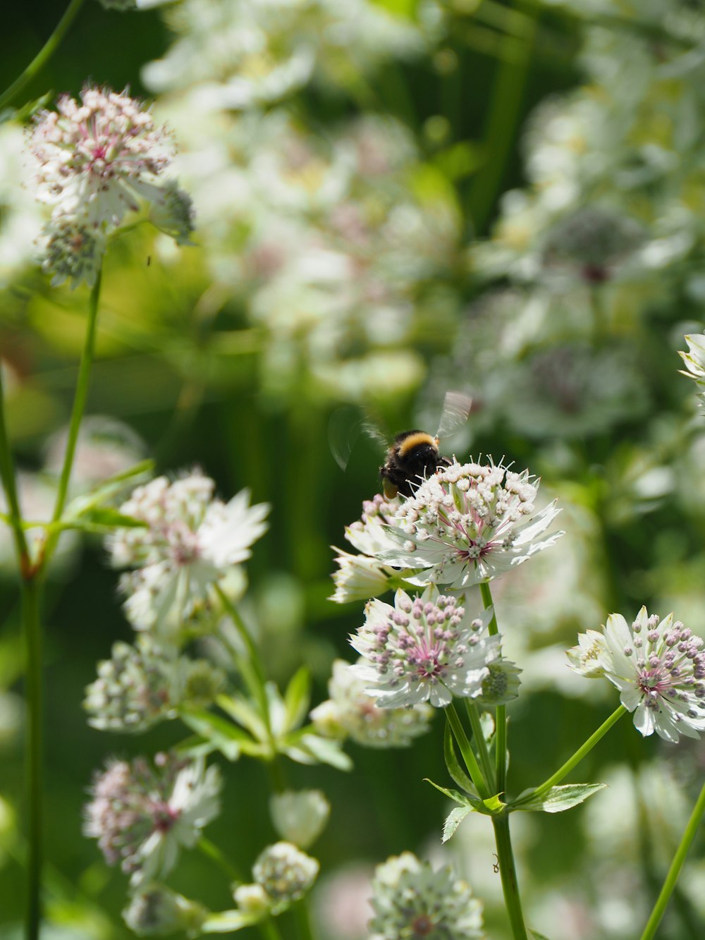 a bee sitting on top of a white flower