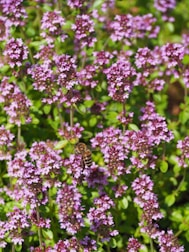 a bee is sitting on a purple flower