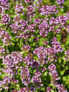 a bee is sitting on a purple flower