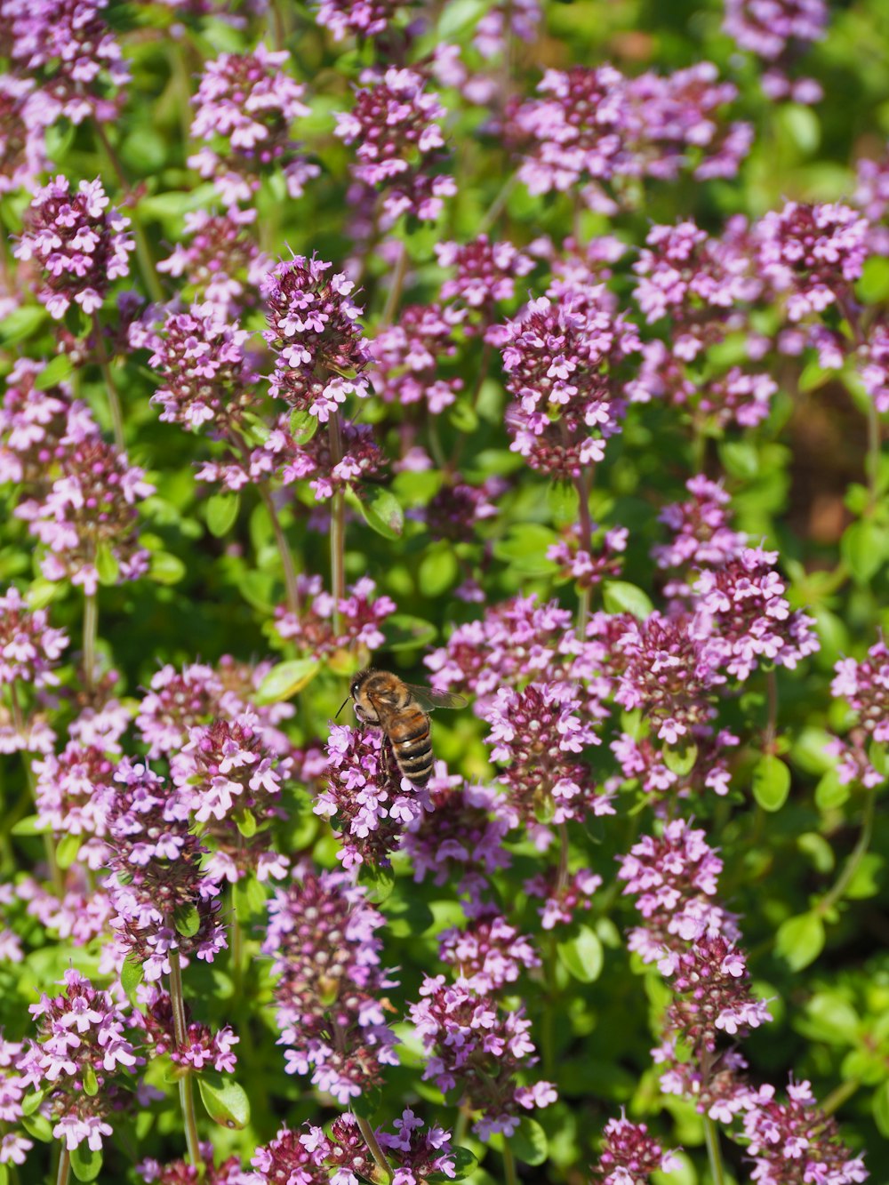 a bee is sitting on a purple flower