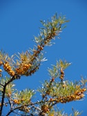 Close-up of ripe edible sea buckthorn berries on the branch in natural sunlight.