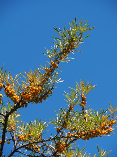 Close-up of ripe edible sea buckthorn berries hanging on a branch in natural sunlight.