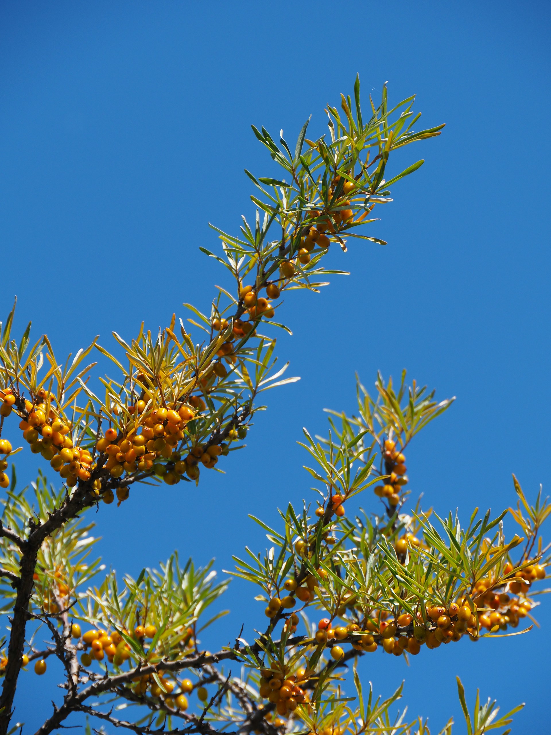 a pine tree with yellow berries on it