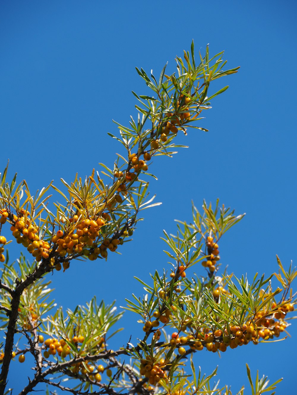 a pine tree with yellow berries on it