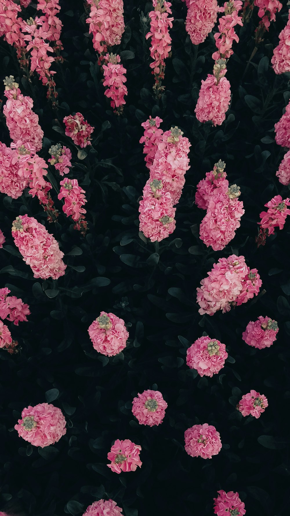 a bunch of pink flowers in the middle of a field