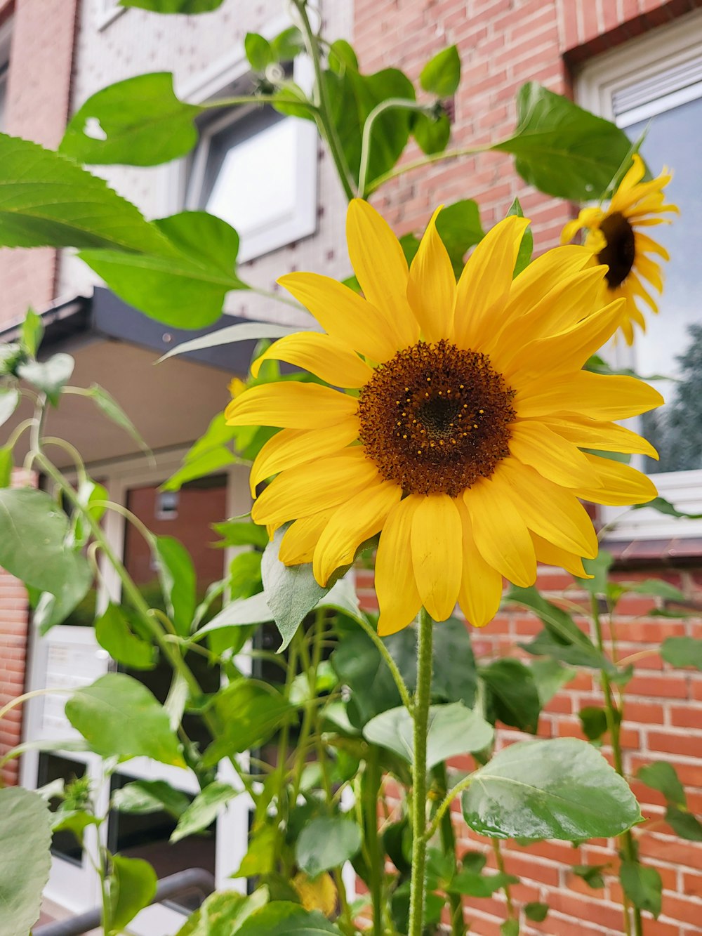 a sunflower in front of a brick building