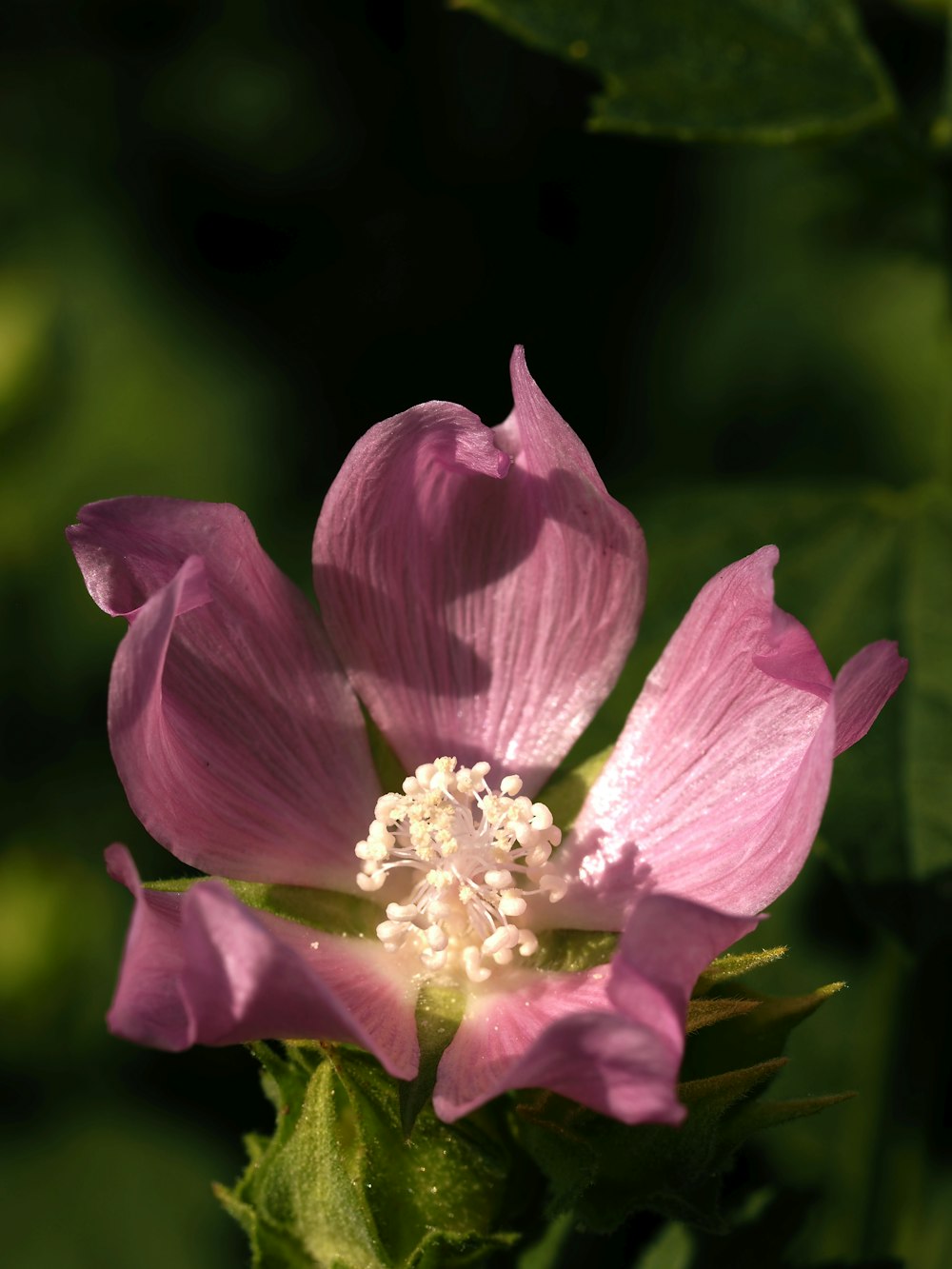 a close up of a pink flower with green leaves